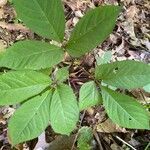 Panax quinquefolius leaf picture by Cathie Brumfield (cc-by-sa)