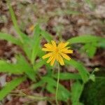 Krigia dandelion flower picture by Nuhuh Nope (cc-by-sa)