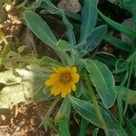 Calendula arvensis leaf picture by martin ana (cc-by-sa)