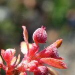 Euphorbia maculata fruit picture by Llandrich anna (cc-by-sa)