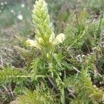 Pedicularis comosa habit picture by Jean-Francois Julien (cc-by-sa)