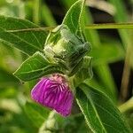 Justicia diclipteroides flower picture by susan brown (cc-by-sa)