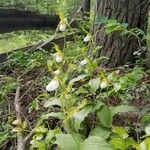 Cypripedium montanum flower picture by Elaine Steed (cc-by-sa)