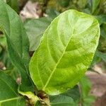 Ficus hispida leaf picture by Julien Champ (cc-by-sa)