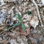 Lonicera dioica leaf picture by Casey Harmon (cc-by-sa)