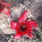 Bombax ceiba flower picture by Arnaud Moeykens (cc-by-sa)