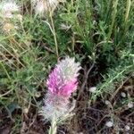 Trifolium purpureum flower picture by ariana masselou (cc-by-sa)