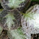 Episcia cupreata leaf picture by Peñalba guillermina (cc-by-sa)