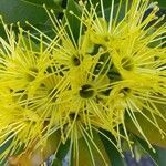 Xanthostemon chrysanthus flower picture by Shai Kima (cc-by-sa)