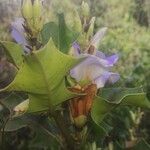 Acanthus ilicifolius flower picture by Mhatre Sagar (cc-by-sa)