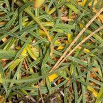 Armeria sardoa leaf picture by Martin Bishop (cc-by-sa)