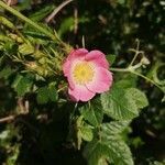 Rosa sherardii flower picture by Fil Eleaen (cc-by-sa)