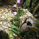 Cephalanthera rubra habit picture by cirse (cc-by-sa)