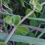 Barleria robertsoniae leaf picture by susan brown (cc-by-sa)