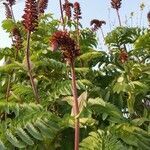 Melianthus major flower picture by Quiroga Belen (cc-by-sa)