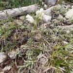 Antennaria dioica habit picture by Eric Rebsamen (cc-by-sa)