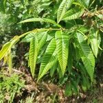 Castanea crenata leaf picture by Fargas Jose Fargas (cc-by-sa)