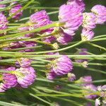 Polygala longicaulis flower picture by Nelson Zamora Villalobos (cc-by-nc)