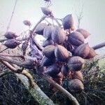 Paulownia tomentosa fruit picture by Federico Rossi (cc-by-sa)