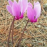 Cyclamen graecum flower picture by dimitris log (cc-by-sa)