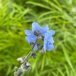 Cynoglossum amabile flower picture by David Hocken (cc-by-sa)