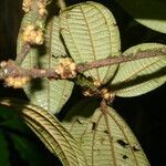 Miconia approximata leaf picture by Nelson Zamora Villalobos (cc-by-nc)