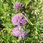 Mentha cervina flower picture by Gerrit Busser (cc-by-sa)