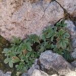 Potentilla caulescens habit picture by PhilJung (cc-by-sa)