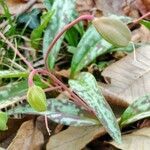 Erythronium dens-canis fruit picture by Susana López (cc-by-sa)