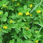 Lotus ornithopodioides habit picture by Gianni Del Bufalo (cc-by-sa)