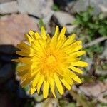 Taraxacum dissectum flower picture by Невский Александр (cc-by-sa)