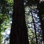 Sequoiadendron giganteum habit picture by Alain Bigou (cc-by-sa)