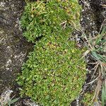 Azorella aretioides habit picture by Fabien Anthelme (cc-by-sa)