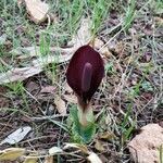 Arum pictum flower picture by Raboso Gonzalo Raboso (cc-by-sa)