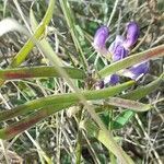 Lathyrus pubescens fruit picture by Trap Hers (cc-by-sa)