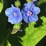 Cynoglossum amabile flower picture by Zumbado Manuel (cc-by-sa)