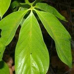 Pseudobombax septenatum leaf picture by Nelson Zamora Villalobos (cc-by-nc)