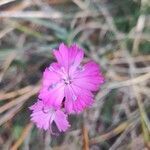 Dianthus graniticus flower picture by Nathanaël Ruaux (cc-by-sa)