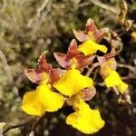 Cyrtochilum aureum flower picture by Gabriel Ollivier (cc-by-sa)