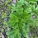 Heracleum sosnowskyi leaf picture by Arch Stanton (cc-by-sa)