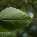 Dombeya elegans leaf picture by E. Mouysset (cc-by-sa)