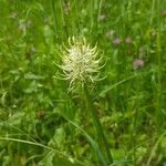 Phyteuma spicatum flower picture by Baer Philipp (cc-by-sa)