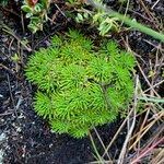 Xenophyllum humile habit picture by Fabien Anthelme (cc-by-sa)