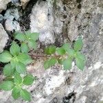 Parietaria lusitanica leaf picture by Josep Manuel Álvarez de la Campa Fayos (cc-by-sa)