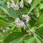 Callicarpa americana flower picture by ross goodman (cc-by-sa)