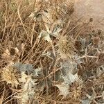 Eryngium maritimum habit picture by Collados Ana (cc-by-sa)