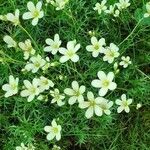 Saxifraga hypnoides flower picture by Andrew james (cc-by-sa)