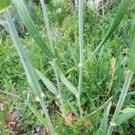 Phleum pratense habit picture by Simon Cadeilhan (cc-by-sa)