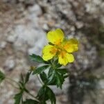 Potentilla pyrenaica flower picture by Llandrich anna (cc-by-sa)