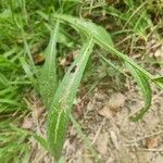 Centaurea uniflora leaf picture by Arjen (cc-by-sa)